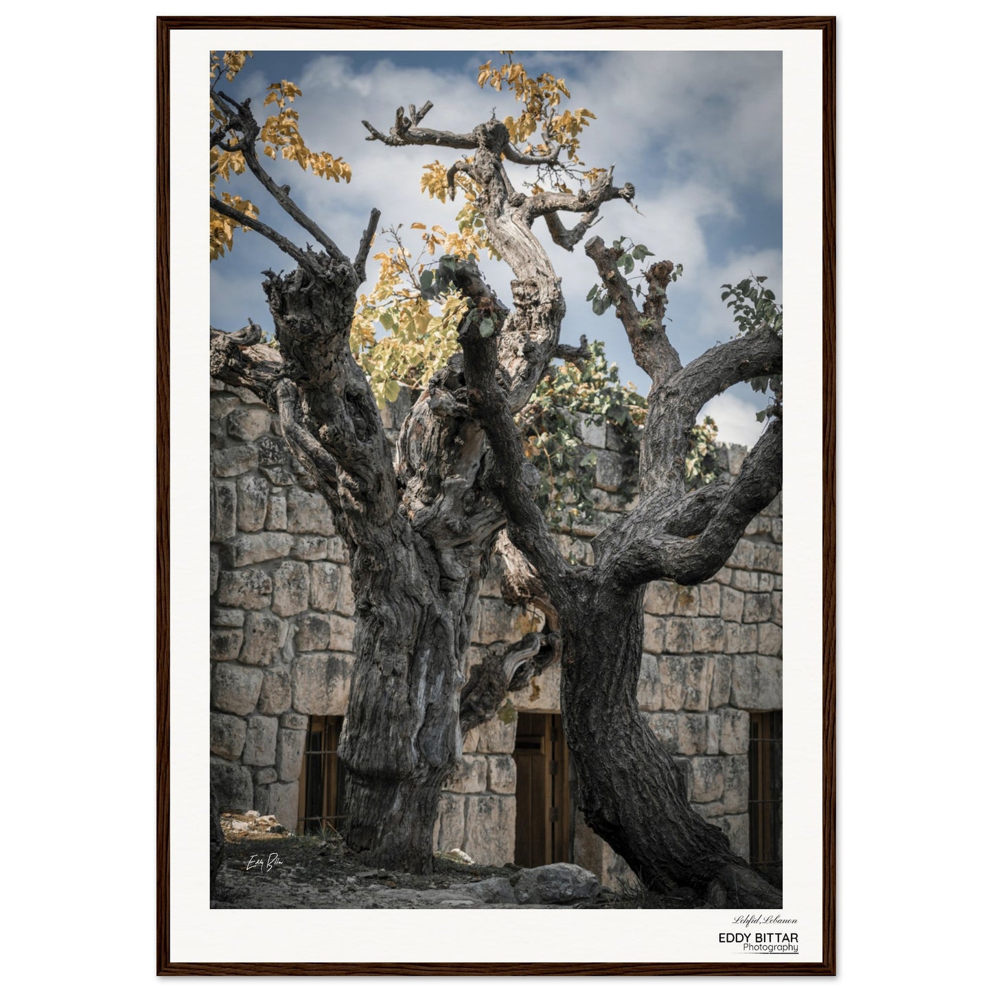 Lehfid Old tree-lebanon Museum-Quality Matte Paper Wooden Framed Poster