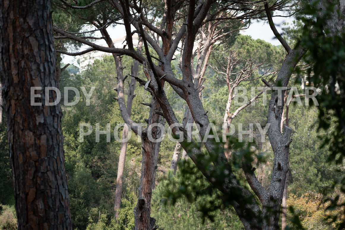 A collection of colorful and vibrant images that showcase the natural beauty of Broumana, Lebanon, including its scenic views, mountain landscapes, and lush greenery.