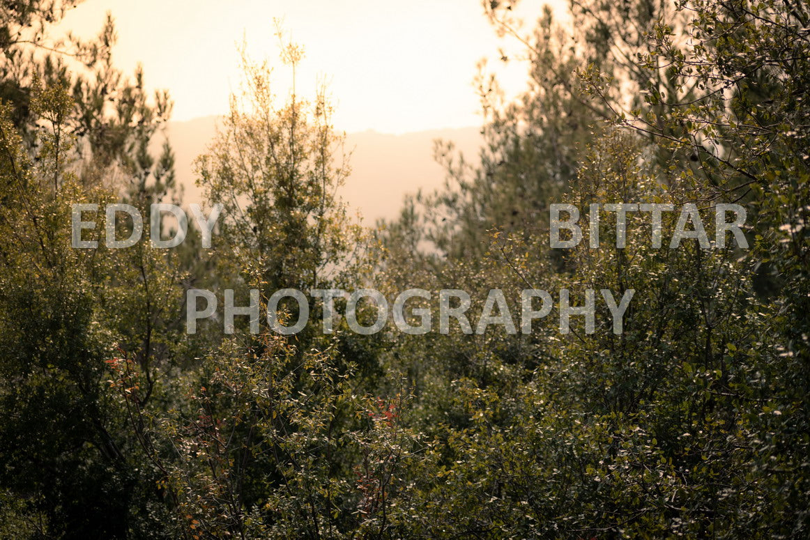 A collection of colorful and vibrant images that showcase the natural beauty of Broumana, Lebanon, including its scenic views, mountain landscapes, and lush greenery.