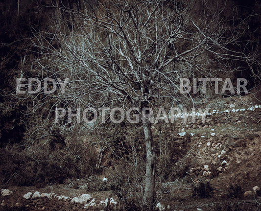 A collection of colorful and vibrant images that showcase the natural beauty of Broumana, Lebanon, including its scenic views, mountain landscapes, and lush greenery.