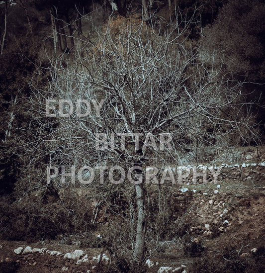 A collection of colorful and vibrant images that showcase the natural beauty of Broumana, Lebanon, including its scenic views, mountain landscapes, and lush greenery.