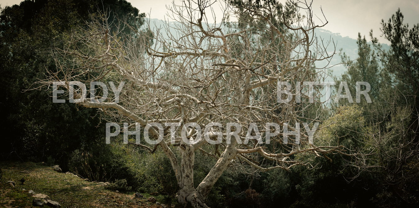 A collection of colorful and vibrant images that showcase the natural beauty of Broumana, Lebanon, including its scenic views, mountain landscapes, and lush greenery.