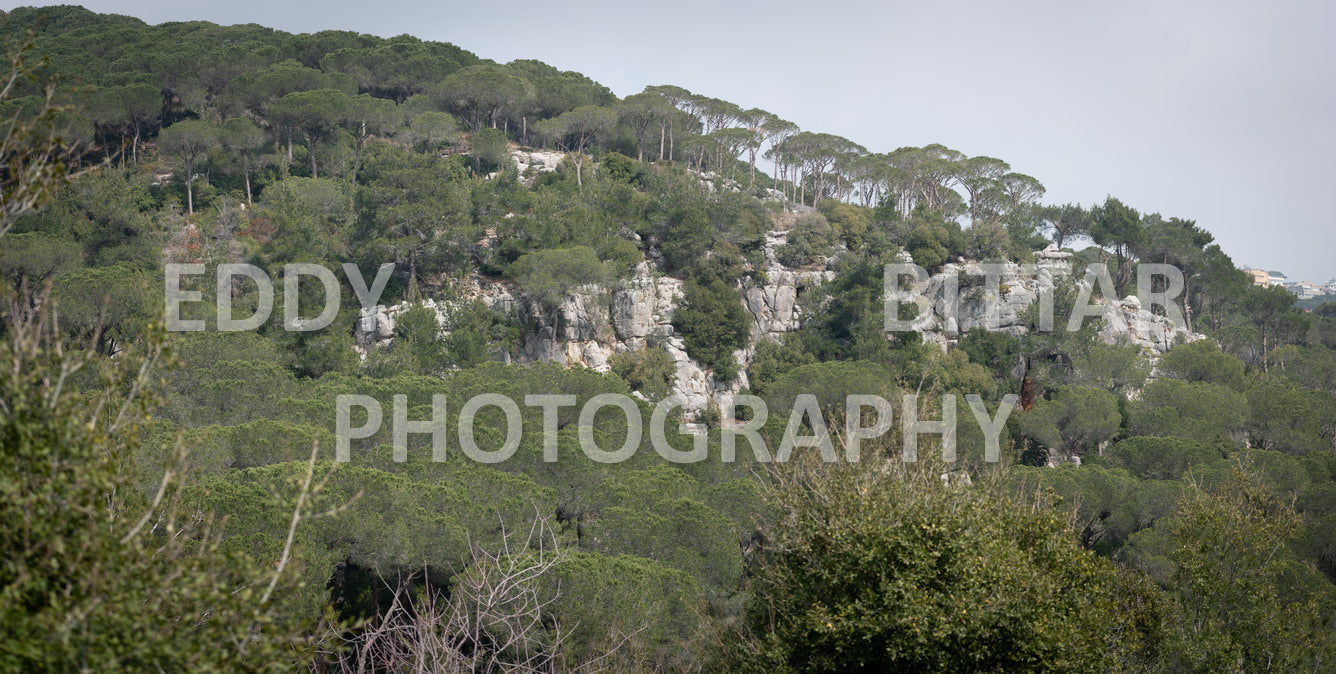 A collection of colorful and vibrant images that showcase the natural beauty of Broumana, Lebanon, including its scenic views, mountain landscapes, and lush greenery.