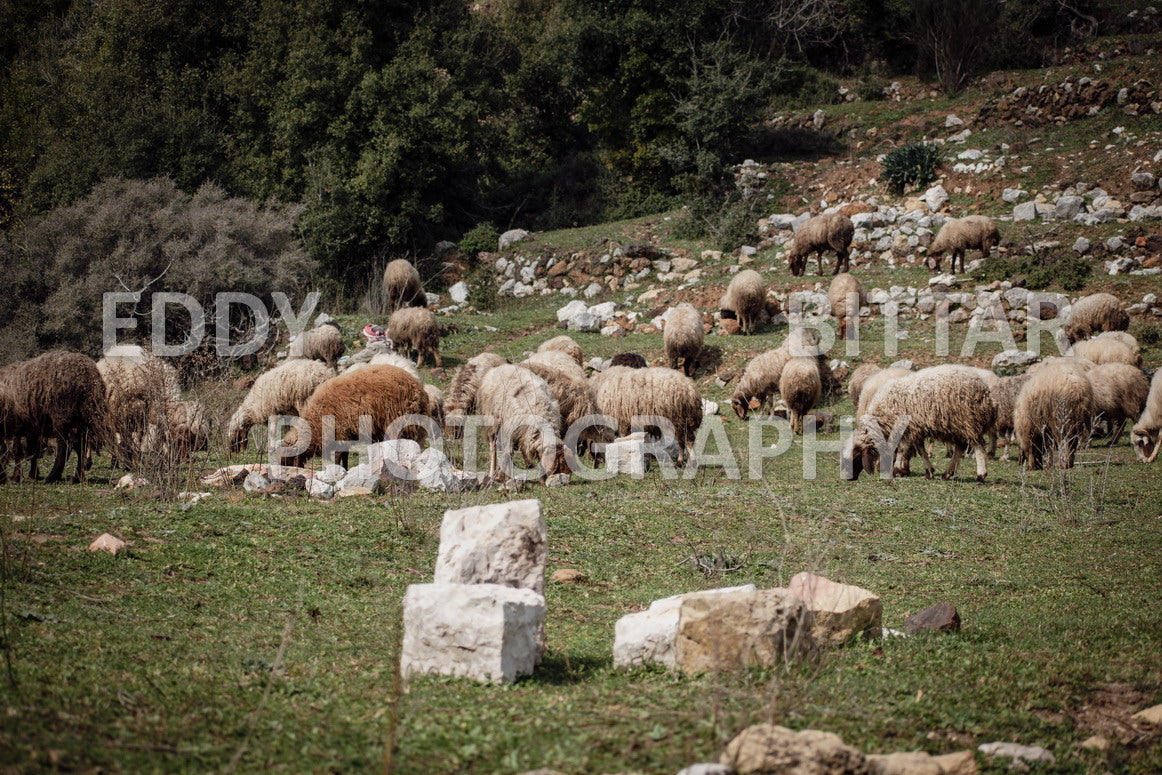 A collection of colorful and vibrant images that showcase the natural beauty of Broumana, Lebanon, including its scenic views, mountain landscapes, and lush greenery.