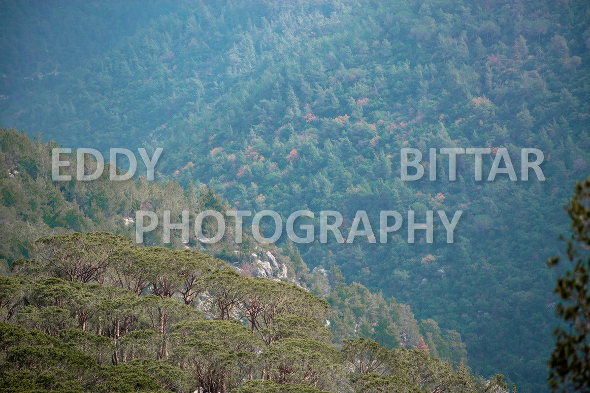 A collection of colorful and vibrant images that showcase the natural beauty of Broumana, Lebanon, including its scenic views, mountain landscapes, and lush greenery.