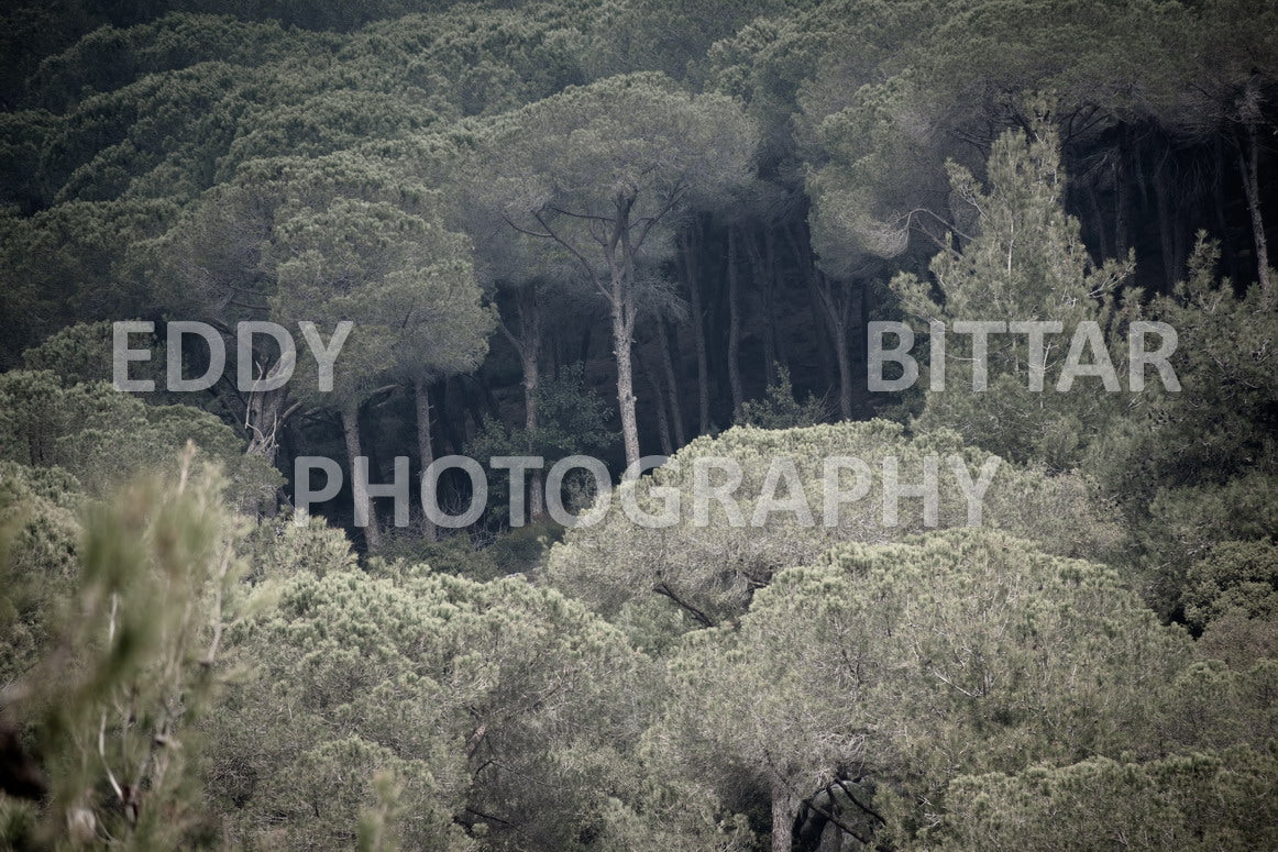 A collection of colorful and vibrant images that showcase the natural beauty of Broumana, Lebanon, including its scenic views, mountain landscapes, and lush greenery.