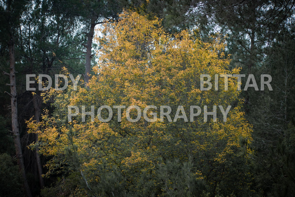 A collection of colorful and vibrant images that showcase the natural beauty of Broumana, Lebanon, including its scenic views, mountain landscapes, and lush greenery.