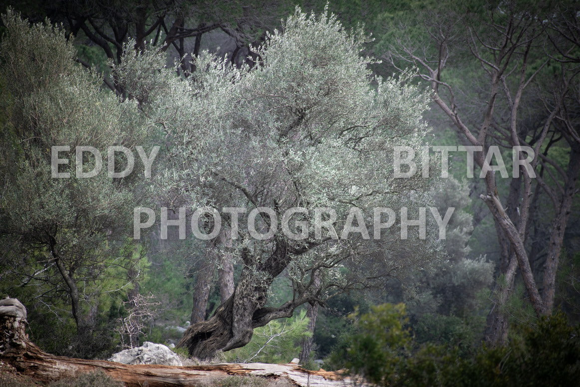 A collection of colorful and vibrant images that showcase the natural beauty of Broumana, Lebanon, including its scenic views, mountain landscapes, and lush greenery.