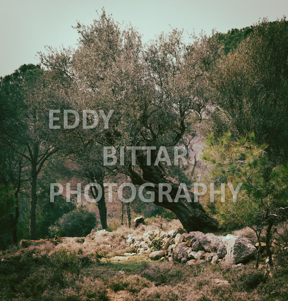 A collection of colorful and vibrant images that showcase the natural beauty of Broumana, Lebanon, including its scenic views, mountain landscapes, and lush greenery.