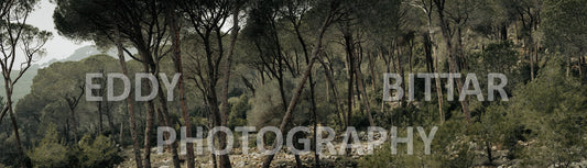 A collection of colorful and vibrant images that showcase the natural beauty of Broumana, Lebanon, including its scenic views, mountain landscapes, and lush greenery.