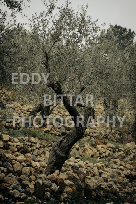 A collection of colorful and vibrant images that showcase the natural beauty of Broumana, Lebanon, including its scenic views, mountain landscapes, and lush greenery.