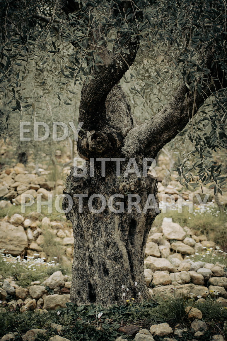 A collection of colorful and vibrant images that showcase the natural beauty of Broumana, Lebanon, including its scenic views, mountain landscapes, and lush greenery.