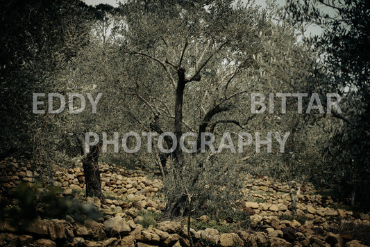 A collection of colorful and vibrant images that showcase the natural beauty of Broumana, Lebanon, including its scenic views, mountain landscapes, and lush greenery.