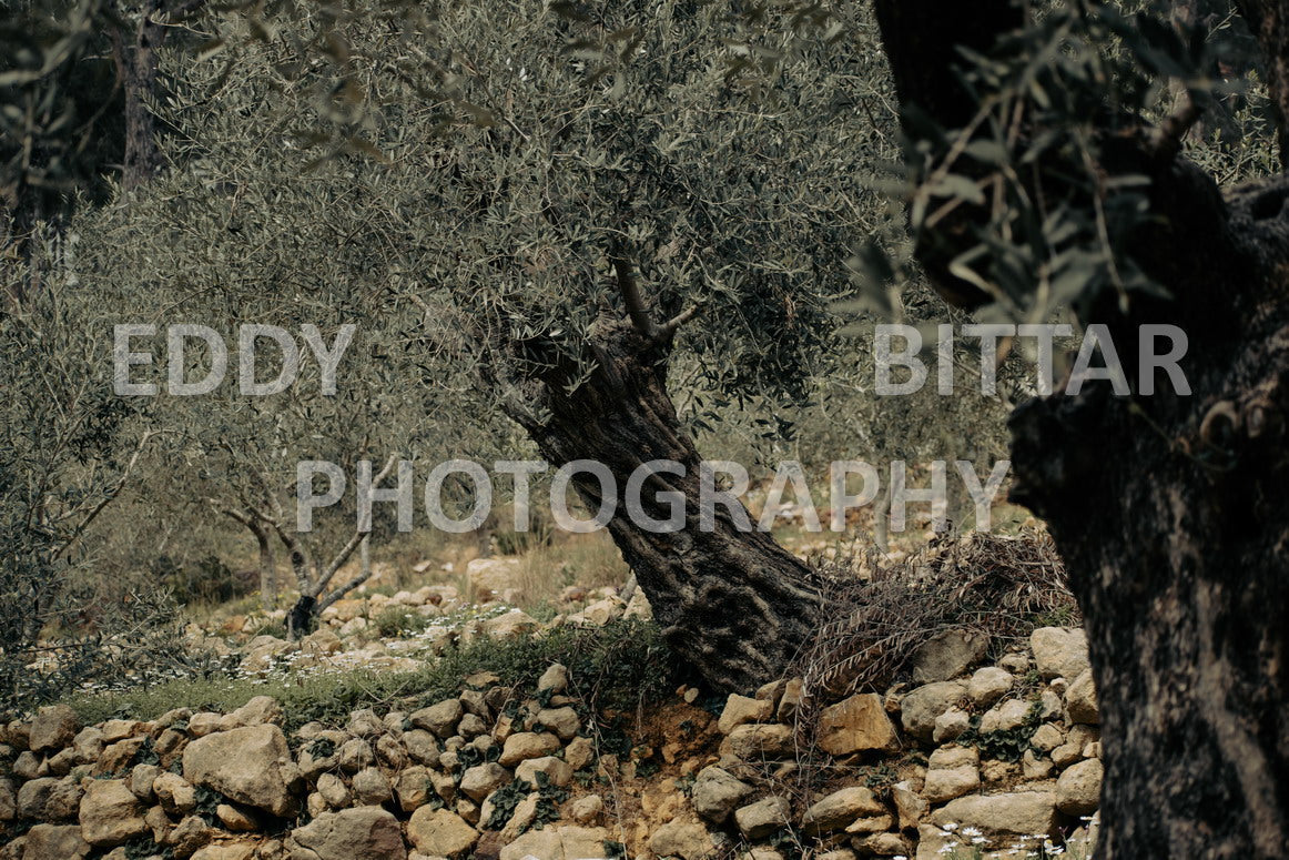 A collection of colorful and vibrant images that showcase the natural beauty of Broumana, Lebanon, including its scenic views, mountain landscapes, and lush greenery.