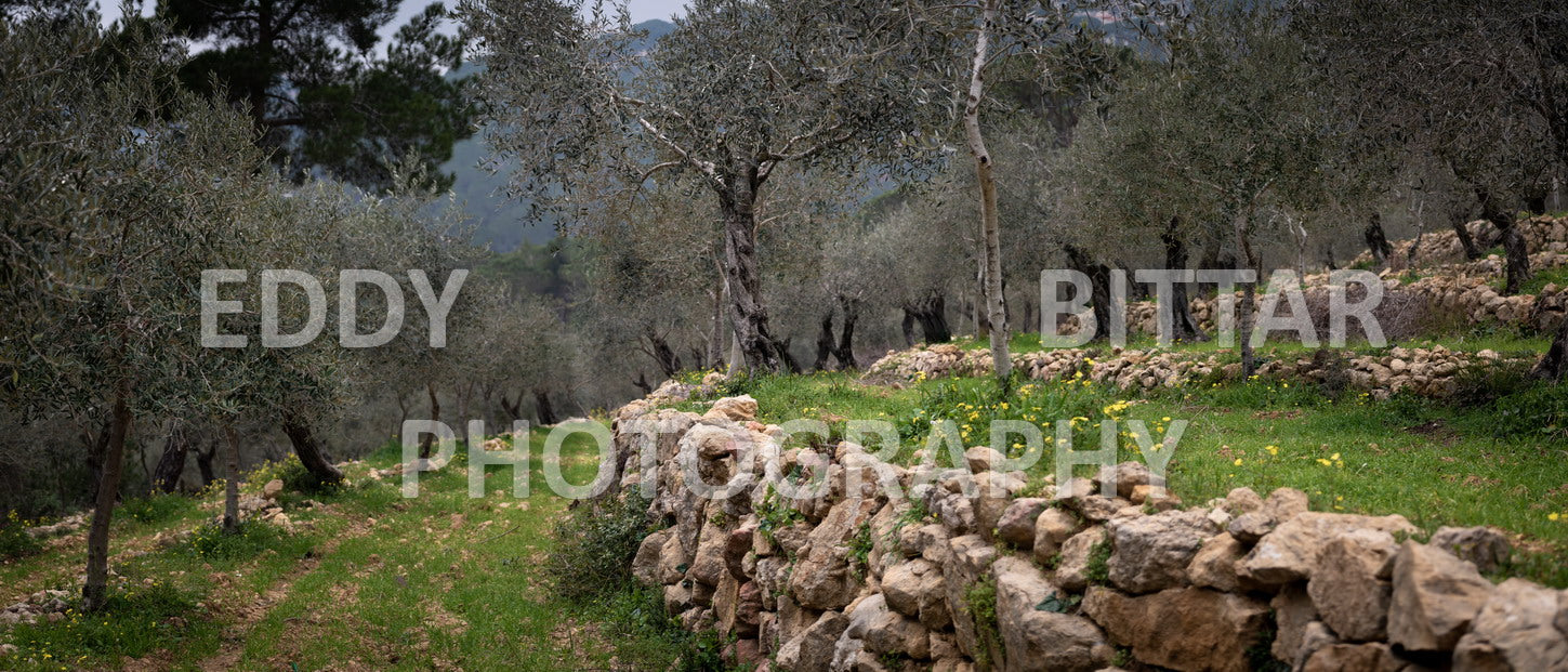 A collection of colorful and vibrant images that showcase the natural beauty of Broumana, Lebanon, including its scenic views, mountain landscapes, and lush greenery.