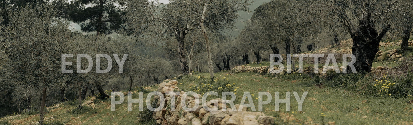 A collection of colorful and vibrant images that showcase the natural beauty of Broumana, Lebanon, including its scenic views, mountain landscapes, and lush greenery.