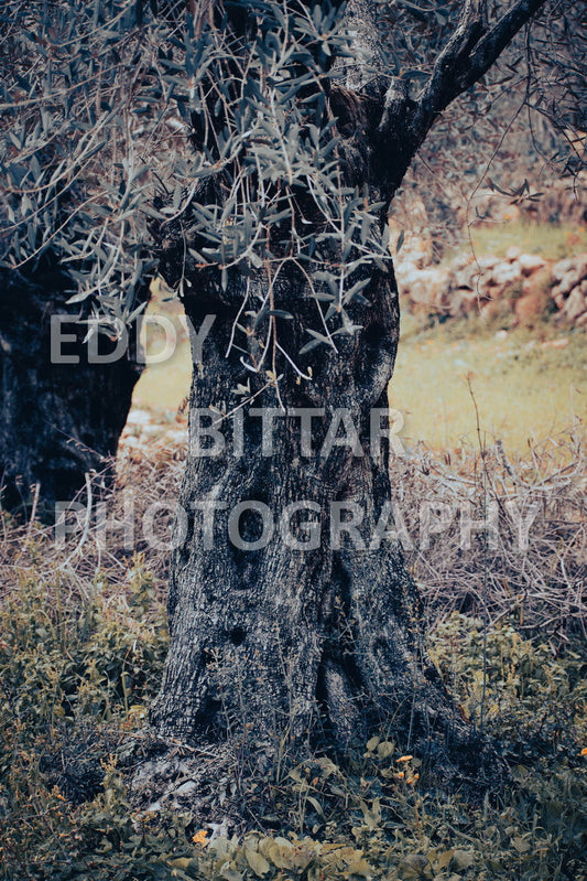 A collection of colorful and vibrant images that showcase the natural beauty of Broumana, Lebanon, including its scenic views, mountain landscapes, and lush greenery.