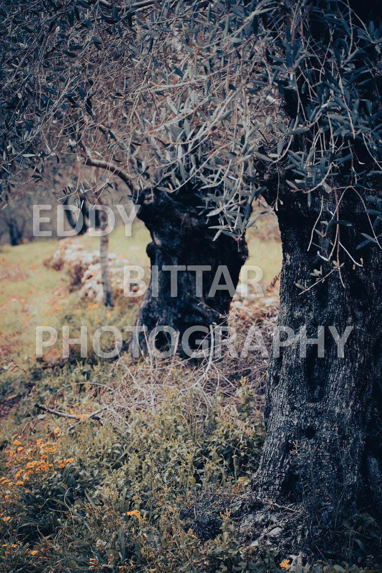 A collection of colorful and vibrant images that showcase the natural beauty of Broumana, Lebanon, including its scenic views, mountain landscapes, and lush greenery.