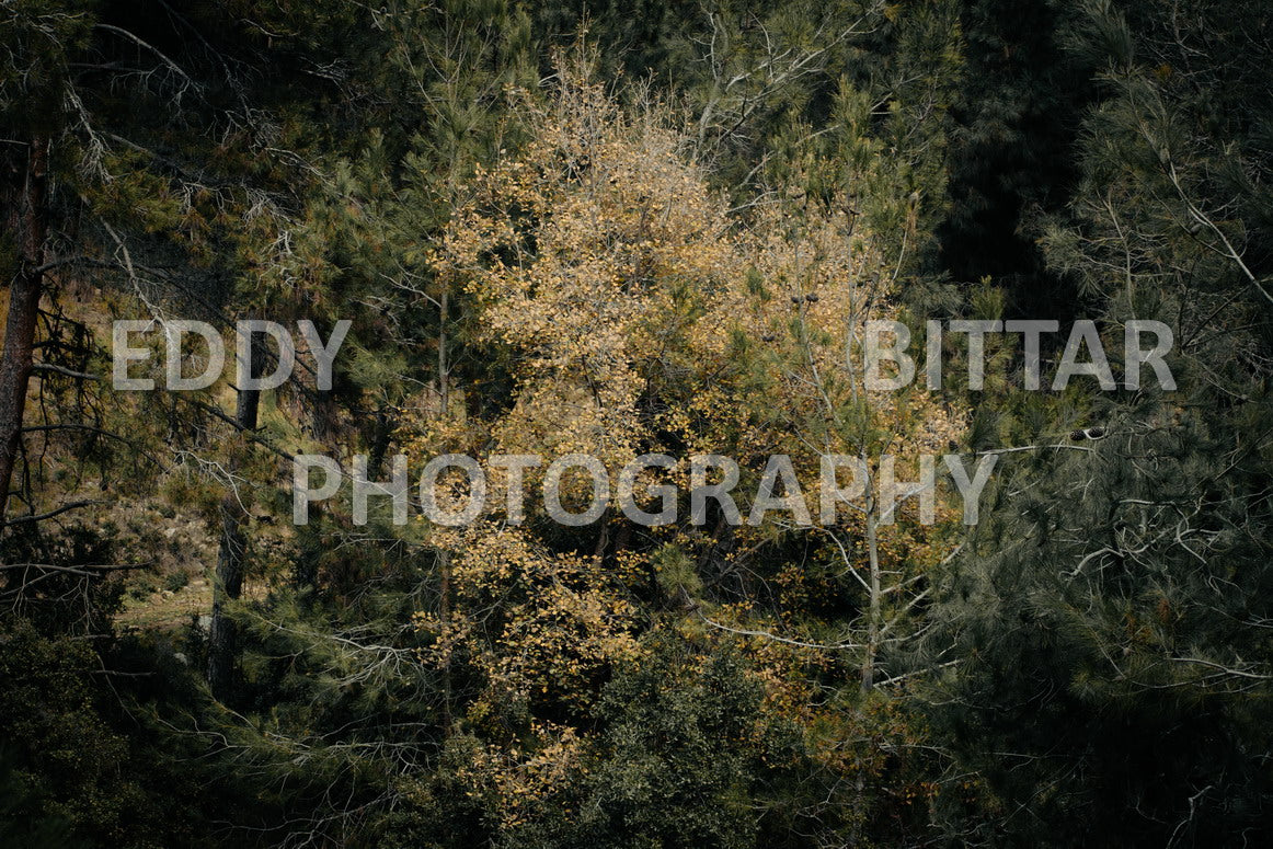 A collection of colorful and vibrant images that showcase the natural beauty of Broumana, Lebanon, including its scenic views, mountain landscapes, and lush greenery.