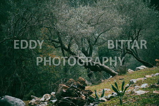 A collection of colorful and vibrant images that showcase the natural beauty of Broumana, Lebanon, including its scenic views, mountain landscapes, and lush greenery.