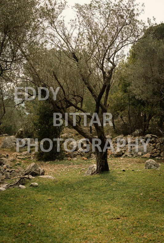 A collection of colorful and vibrant images that showcase the natural beauty of Broumana, Lebanon, including its scenic views, mountain landscapes, and lush greenery.