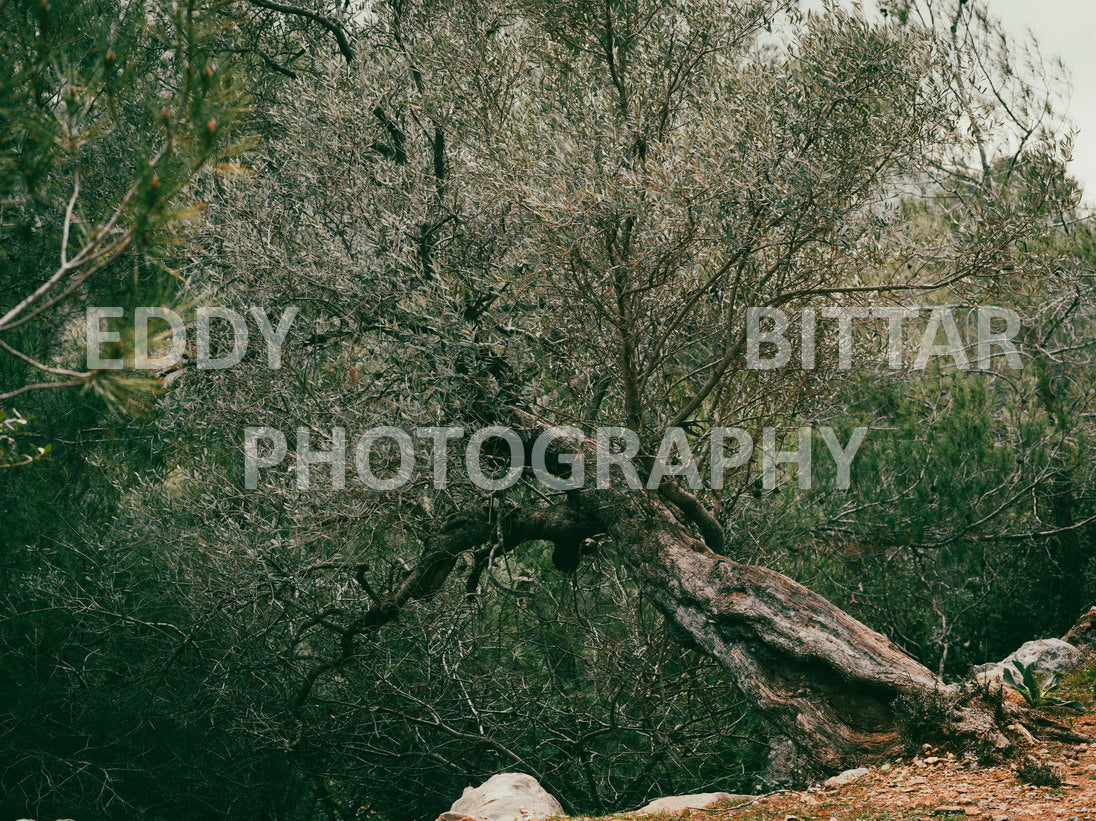 A collection of colorful and vibrant images that showcase the natural beauty of Broumana, Lebanon, including its scenic views, mountain landscapes, and lush greenery.