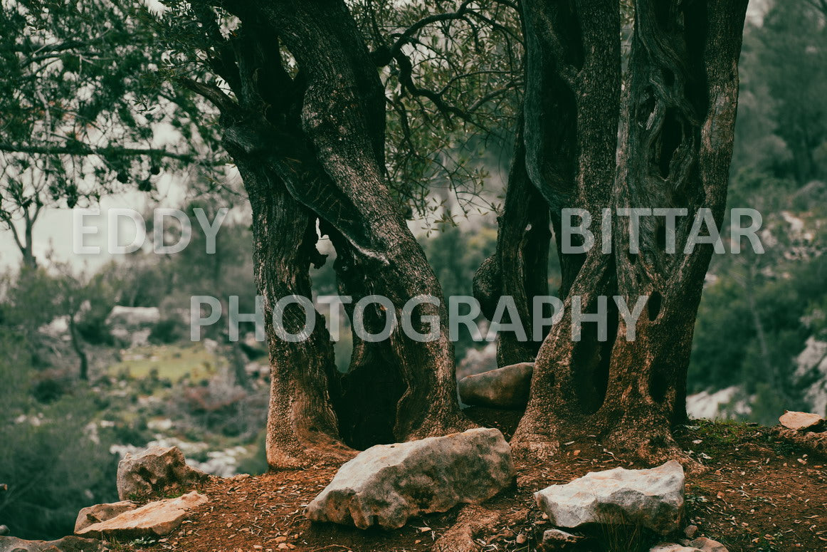 A collection of colorful and vibrant images that showcase the natural beauty of Broumana, Lebanon, including its scenic views, mountain landscapes, and lush greenery.