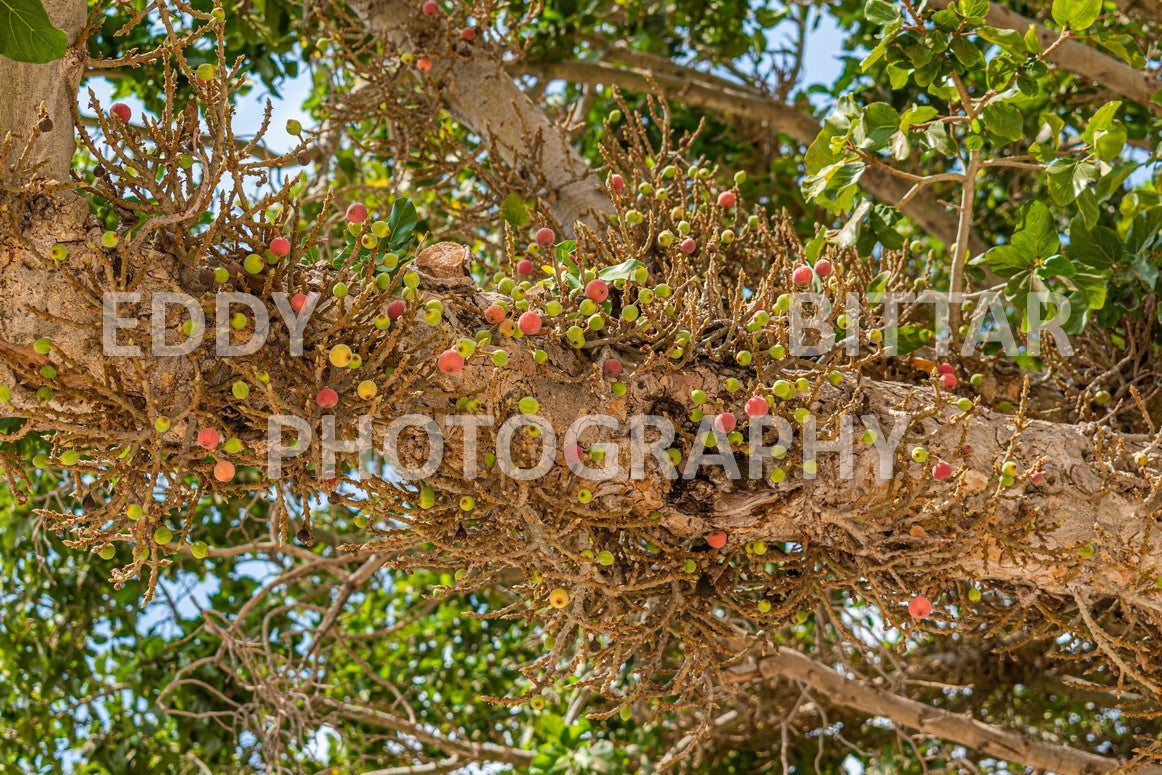 A trip to Sidon Lebanon south