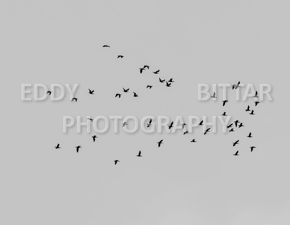 flocks of birds flying together