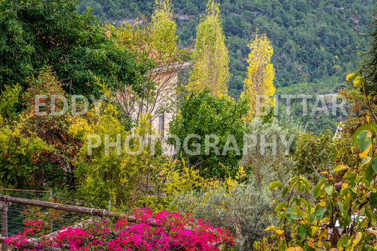 Iconic Photos of Deir El Qamar