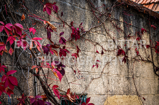 Iconic Photos of Deir El Qamar