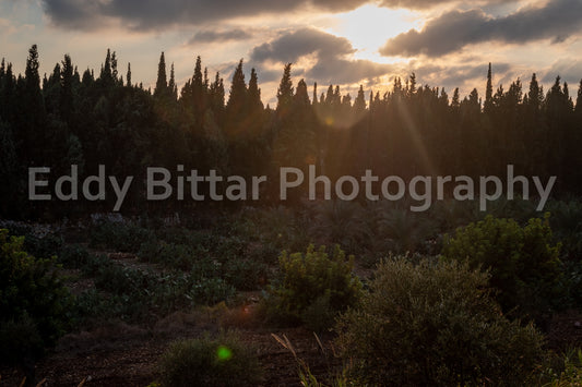 Batroun