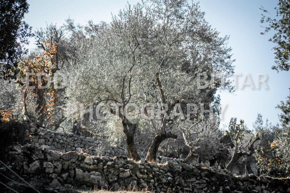 From Lehfid to Hardine (Batroun)