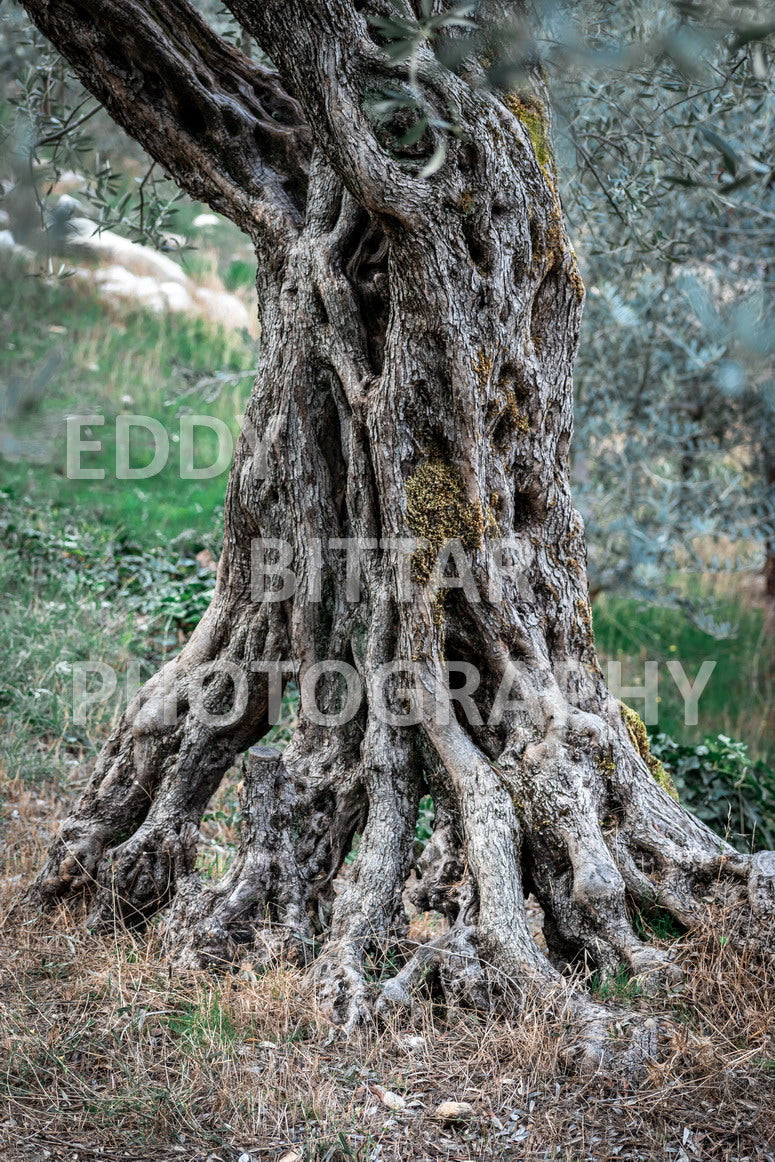 From Lehfid to Hardine (Batroun)