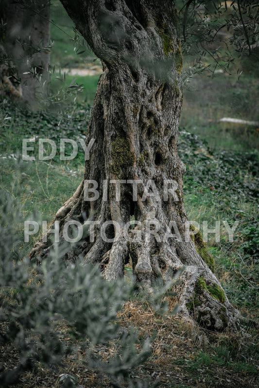 From Lehfid to Hardine (Batroun)