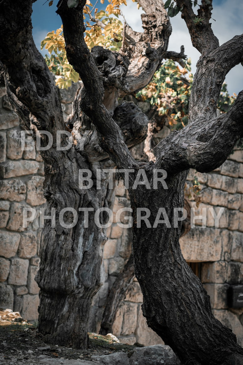 From Lehfid to Hardine (Batroun)