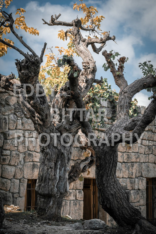 From Lehfid to Hardine (Batroun)