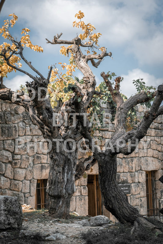 From Lehfid to Hardine (Batroun)