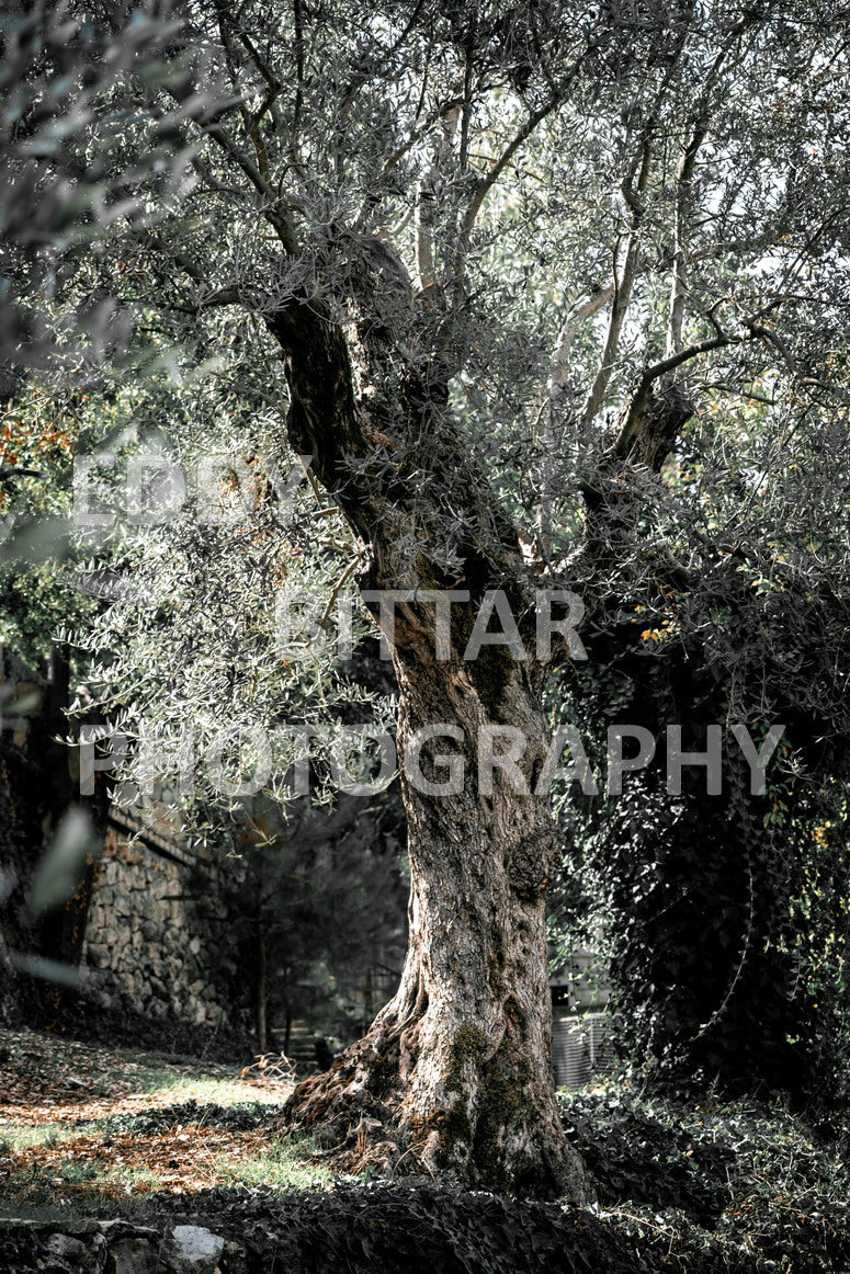 From Lehfid to Hardine (Batroun)