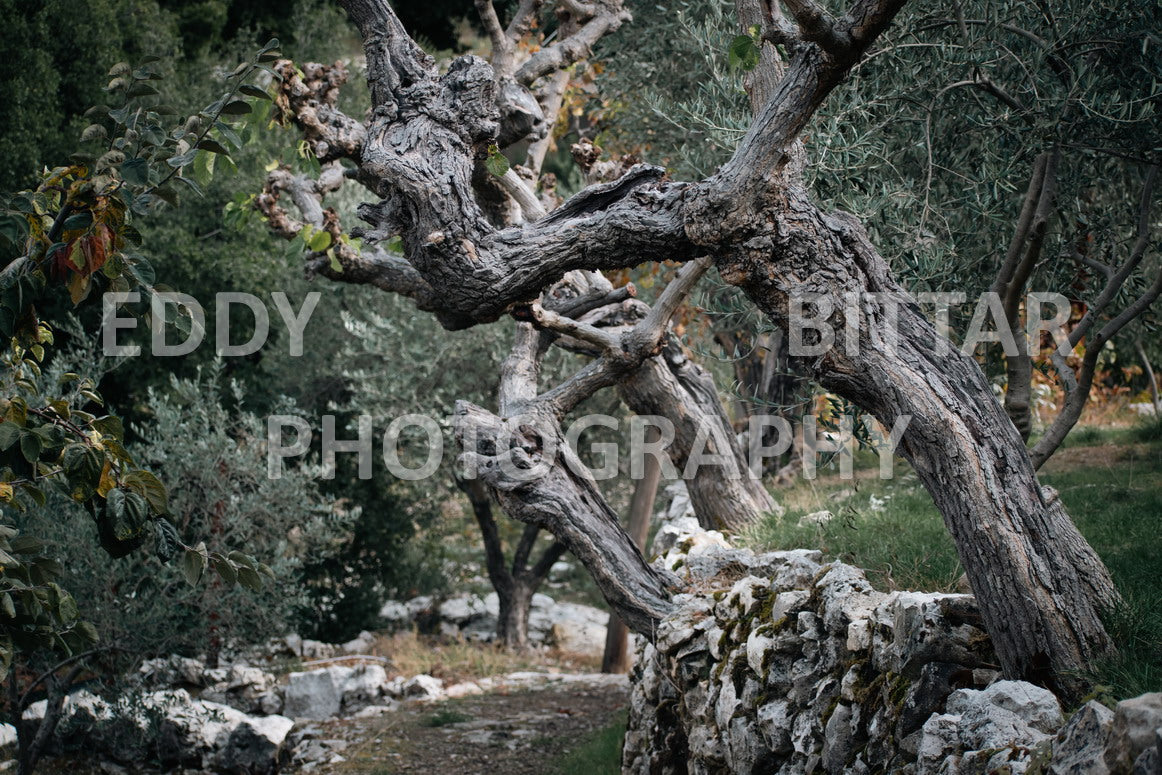 From Lehfid to Hardine (Batroun)