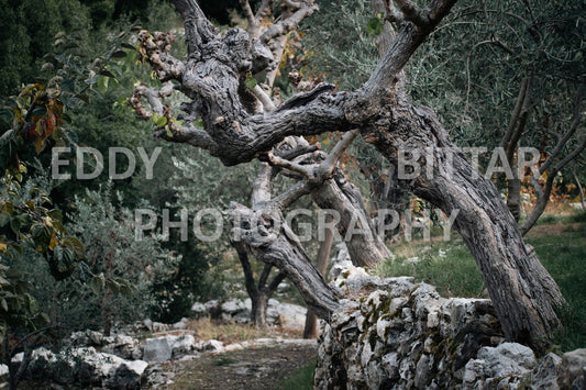 From Lehfid to Hardine (Batroun)