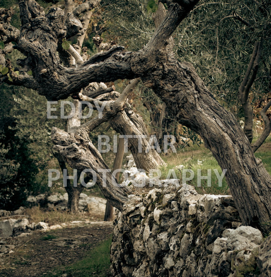 From Lehfid to Hardine (Batroun)