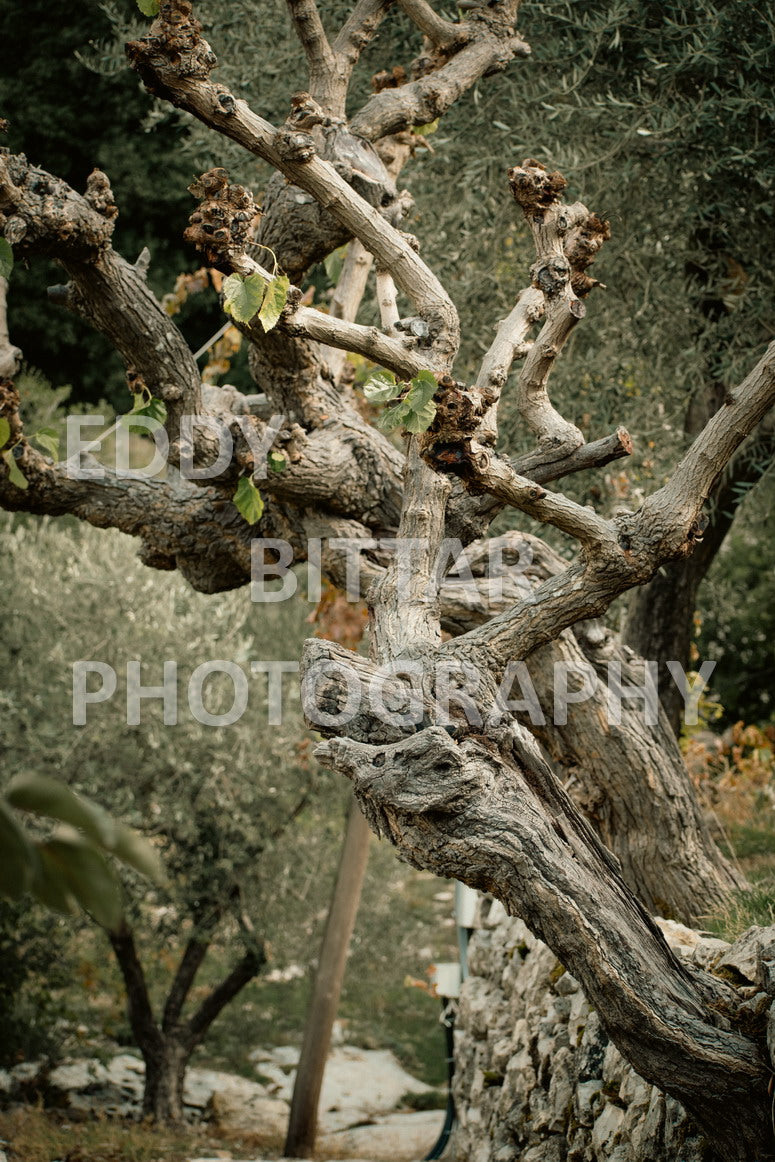 From Lehfid to Hardine (Batroun)