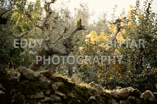 From Lehfid to Hardine (Batroun)