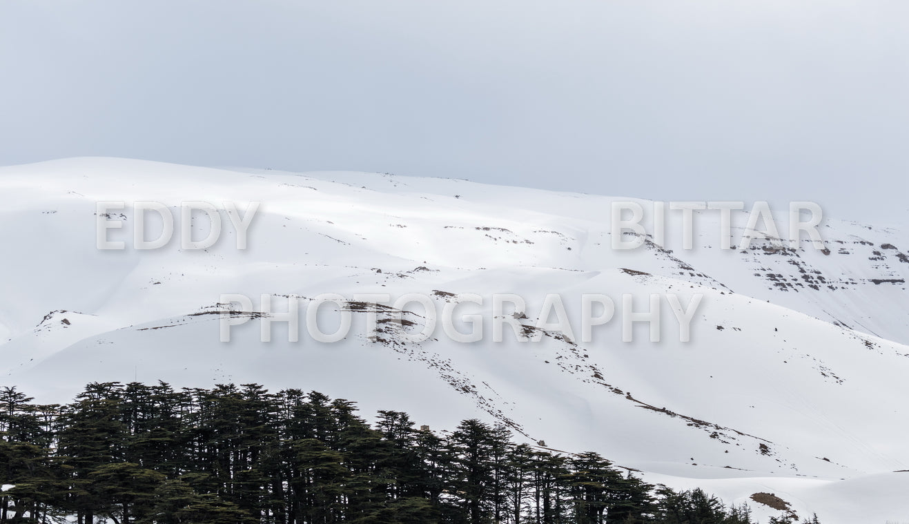 Snow-covered mountains in the Cedars