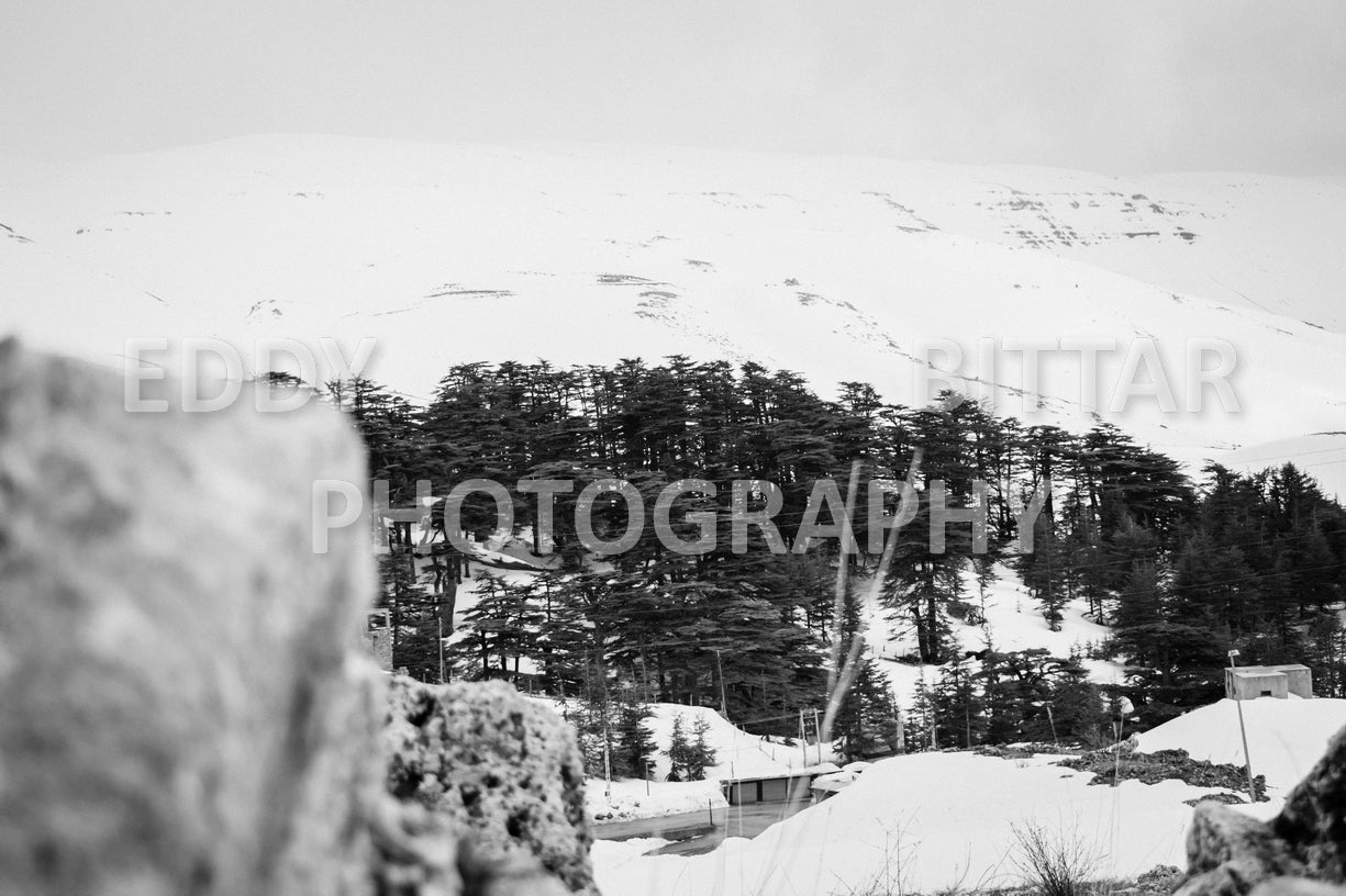 Snow-covered mountains in the Cedars