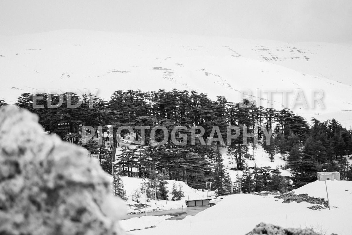 Snow-covered mountains in the Cedars