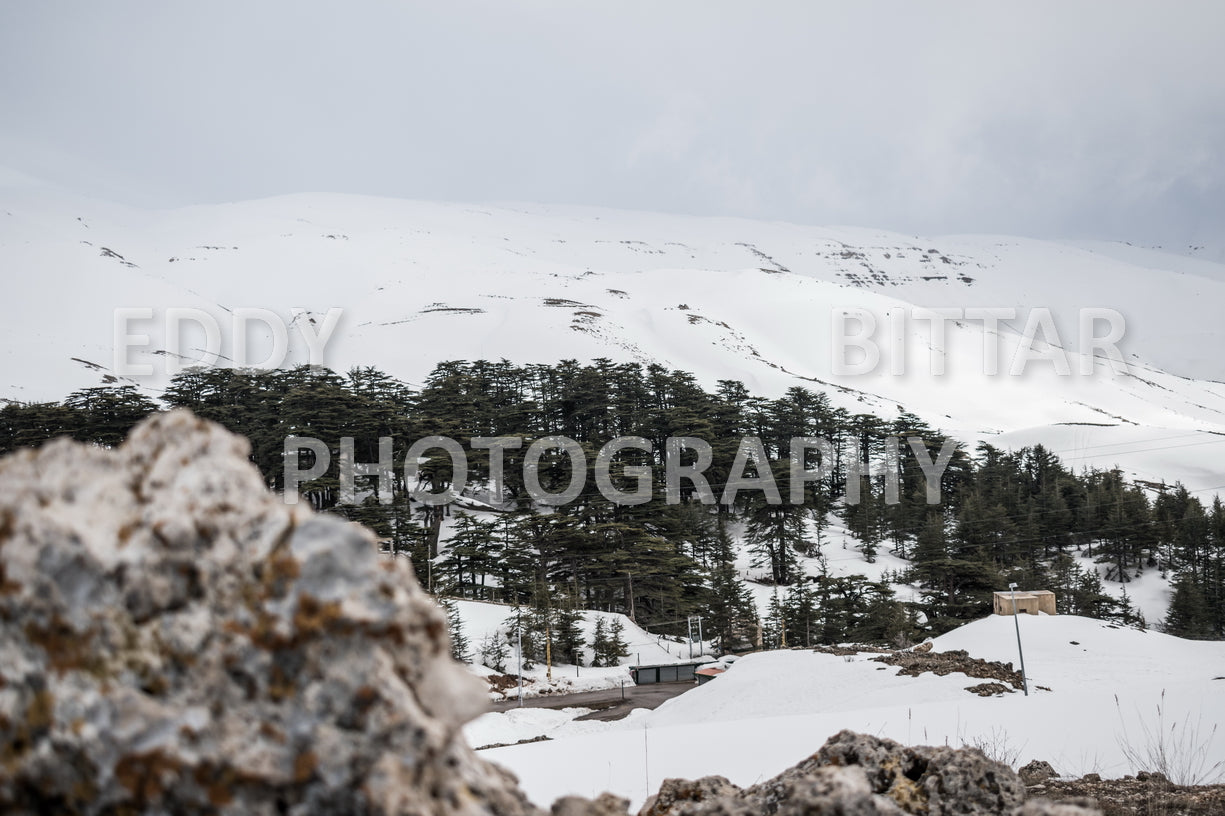 Snow-covered mountains in the Cedars