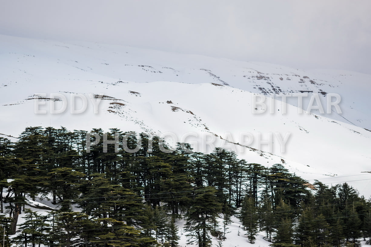 Snow-covered mountains in the Cedars