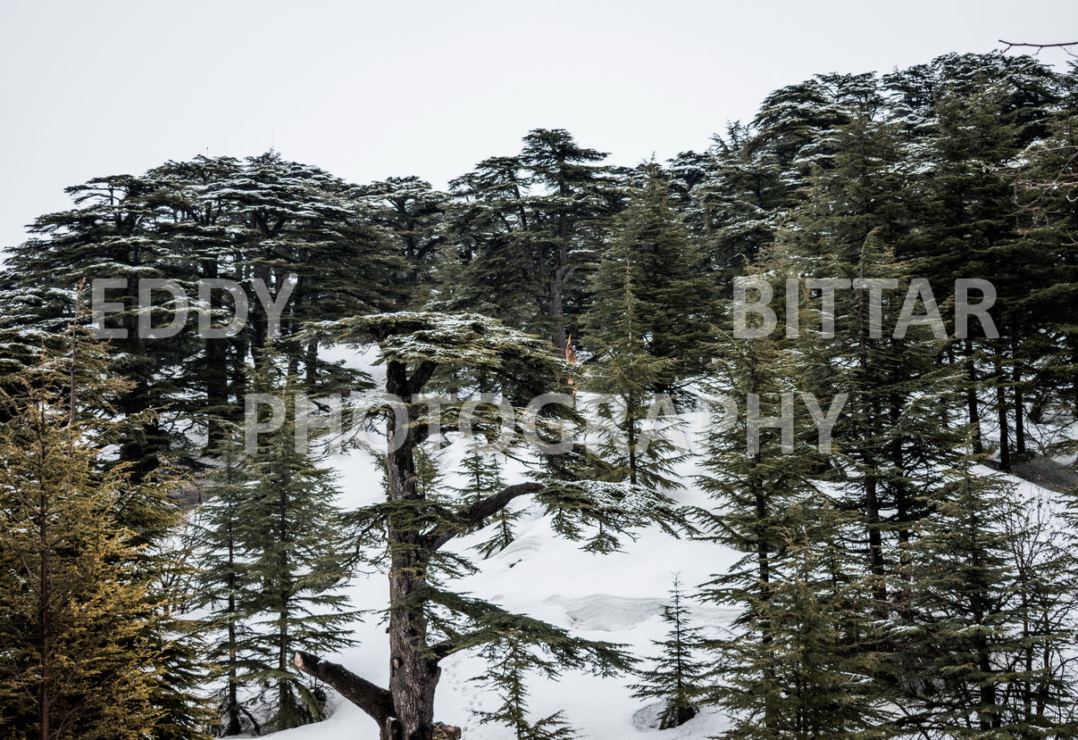 Snow-covered mountains in the Cedars